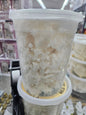 Hans natural mango butter